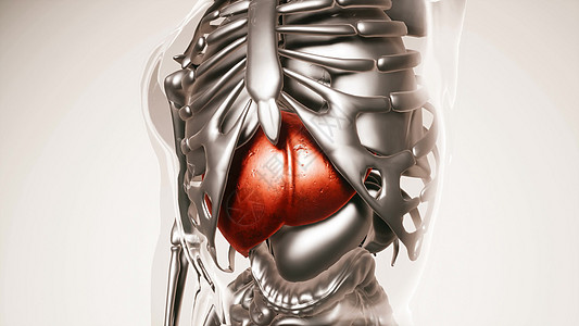 人体所器官骨骼肝脏模型的医学科学所器官骨骼的人类肝脏模型图片