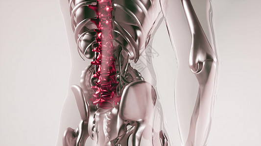人体脊柱骨骼与器官模型的医学科学人体脊柱骨骼模型与器官背景图片