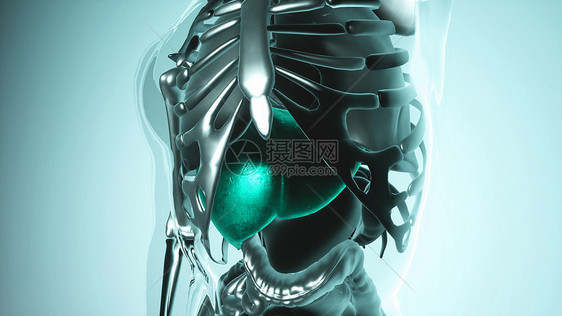 人体所器官骨骼肝脏模型的医学科学所器官骨骼的人类肝脏模型图片