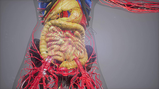 所器官的人体解剖插图图片
