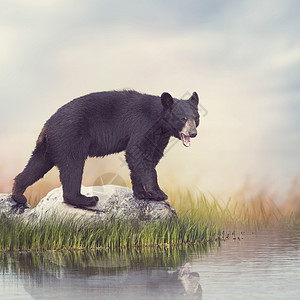 轻的美国黑熊靠近水图片