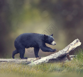 轻的美国黑熊原木上行走图片