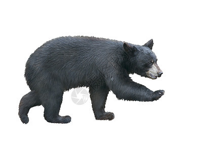轻的美国黑熊行走,孤立白色背景上图片