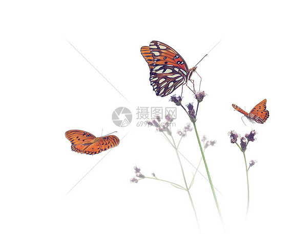 海湾贝母蝴蝶白色背景的草地上图片