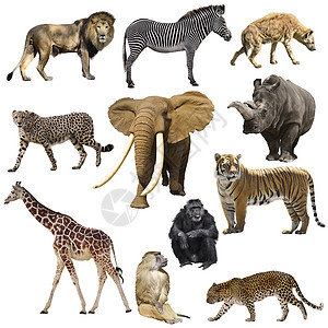 非洲动物被隔离白色背景上图片