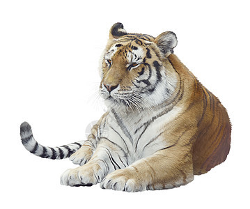 白色背景上老虎肖像的数字绘画图片