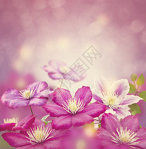 紫色铁线莲花为背景图片
