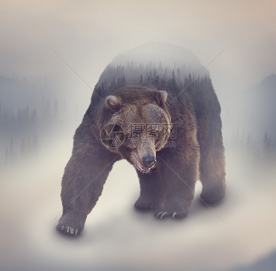 野生棕熊松林的双重暴露图片