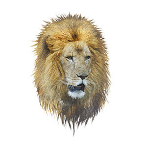 狮子头水彩画孤立白色背景上图片