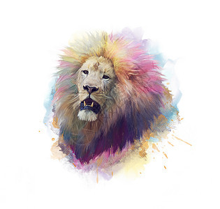 狮子头水彩画白色背景上背景图片