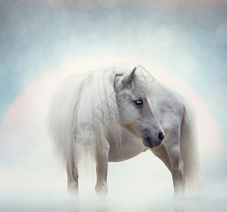 日落时的白马肖像图片