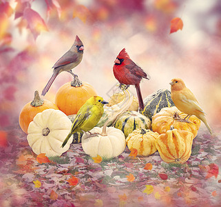 秋天五颜六色的背景与鸟南瓜图片