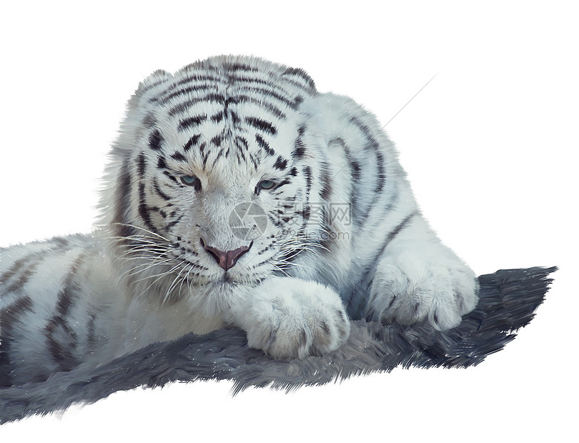 白虎水彩画孤立白色背景上高清图片下载 正版图片 摄图网