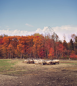 绵羊农场里五颜六色的秋树图片