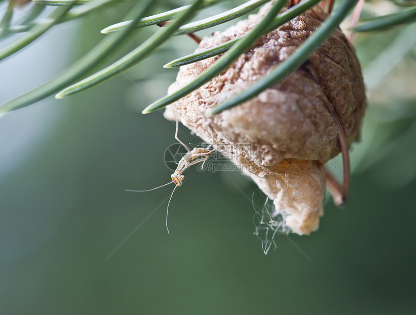 新孵化的婴儿螳螂它的巢