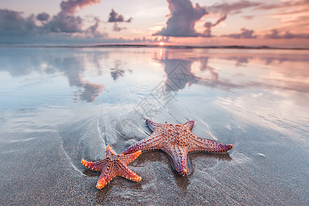 海滩上的两条海星海上美丽的日落海滩上的海星图片