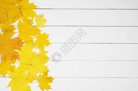 黄色枫叶框架,白色木制背景上木头上的黄色枫叶图片