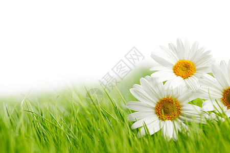 白色雏菊花绿色的草地上隔离白色的背景上图片
