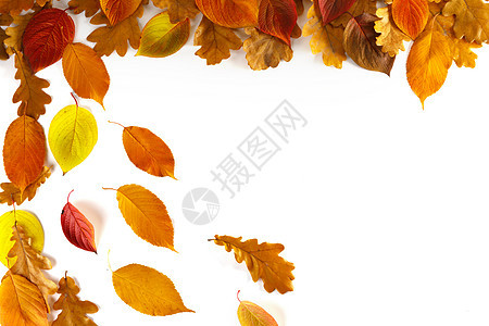秋叶边框隔离白色背景上秋天的叶子图片