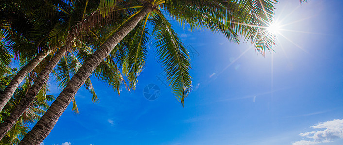 阳光透过高大的棕榈树照耀着夏天,旅行,度假,旅游,生活方式天气阳光透过棕榈树照耀图片