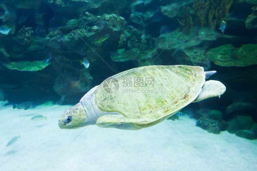 海龟蓝海游泳海洋野生动物的水下照片海龟海底特写热带海洋的野生动物海洋动物濒危物种海龟蓝海游泳图片