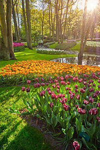 开肯霍夫花园与盛开的郁金香花坛世界上最大的花园之日落荷兰基肯霍夫花园利塞,荷兰图片