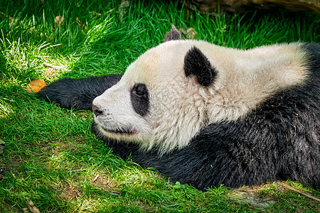 中国旅游象征吸引力大熊猫睡草地上成都,四川,中国大熊猫中国图片
