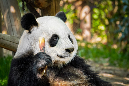 中国旅游的象征吸引力大熊猫吃竹子成都,四川,中国大熊猫中国图片