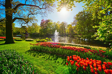 开肯霍夫花园,盛开的郁金香花坛世界上最大的花园之荷兰基肯霍夫花园利塞,荷兰图片