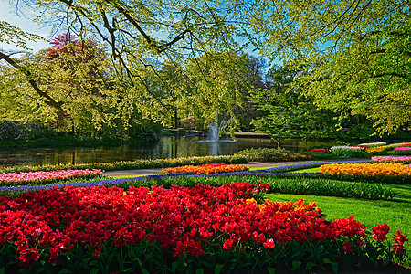 开肯霍夫花园,盛开的郁金香花坛世界上最大的花园之荷兰基肯霍夫花园利塞,荷兰图片