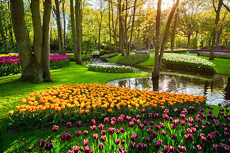 开肯霍夫花园与盛开的郁金香花坛世界上最大的花园之日落荷兰基肯霍夫花园利塞,荷兰图片