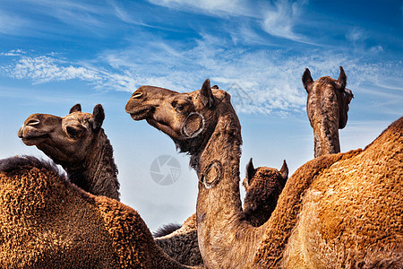 普什卡梅拉普什卡骆驼博览会的骆驼抗蓝天普什卡,拉贾斯坦邦,印度印度普什卡梅拉普什卡骆驼博览会的骆驼图片