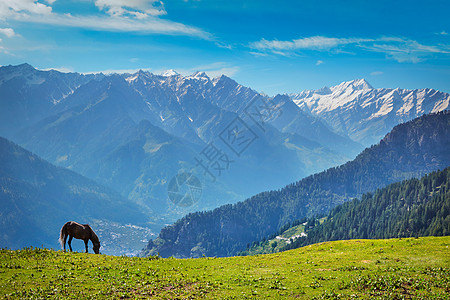 马喜马拉雅山脉放牧印度希马查尔邦山上的马印度希马查尔邦图片