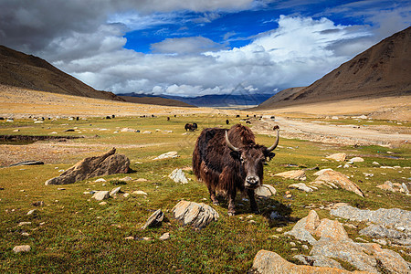 喜马拉雅山上的牦牛放牧拉达克,查谟克什米尔,喜马拉雅山的牦牛拉达克,背景图片