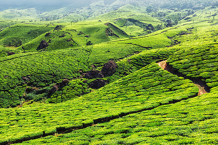 印度喀拉拉邦穆纳尔山上的绿茶种植园山区的茶园图片