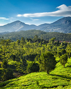 印度喀拉拉邦芒纳尔日出的绿茶种植园印度的绿茶种植园图片