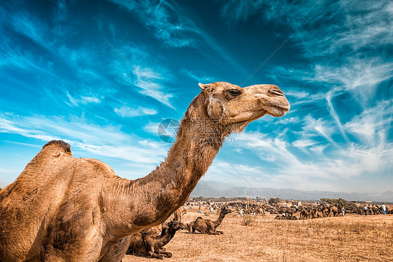 骆驼普什卡尔梅拉著名的度骆驼牲畜博览会,普什卡尔镇,拉贾斯坦邦,印度印度的骆驼图片