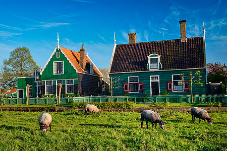 绵羊传统的旧乡村农场附近放牧,博物馆村ZaanseSchans,荷兰博物馆村庄Zaanse农场房屋附近放牧的绵羊图片