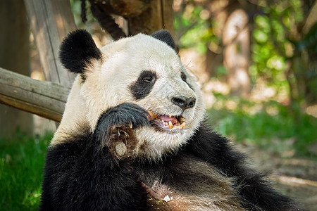 中国旅游的象征吸引力大熊猫吃竹子成都,四川,中国大熊猫中国图片