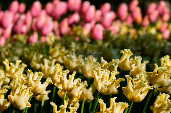 盛开的黄色郁金香花坛科肯霍夫花园,也被称为欧洲花园,世界上最大的花园之受欢迎的旅游景点荷兰荷兰基肯霍夫花圃里盛开的图片