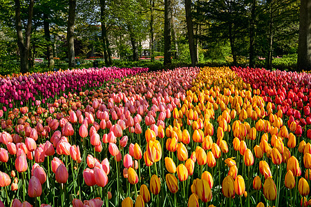 开肯霍夫花圃盛开的郁金香花坛,也被称为欧洲花园,世界上最大的花园之受欢迎的旅游景点荷兰荷兰基肯霍夫花圃里盛开的郁金香背景图片