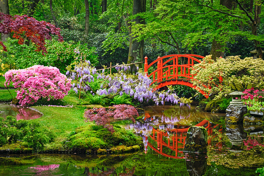 日本花园中的小桥,公园,荷兰海牙日本花园,荷兰海牙图片