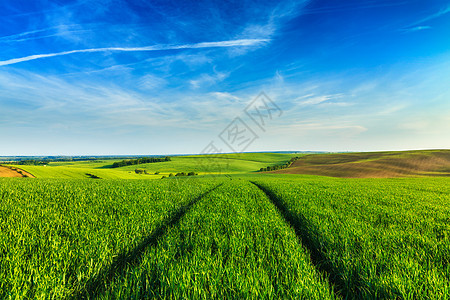 绿色田野的莫拉维亚蓝天,捷克共国莫拉维亚的绿色田野图片