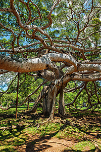 Peradeniya植物园的FicusBenjamina树,Kandy,SRILank无花果本杰明树图片