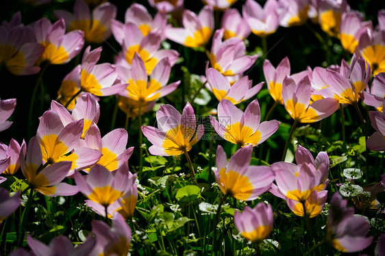 盛开的粉红色郁金香郁金香,萨卡蒂利斯花坛基肯霍夫花圃,又称欧洲花园,世界上最大的花圃之受欢迎的旅游景点荷兰荷兰基肯图片
