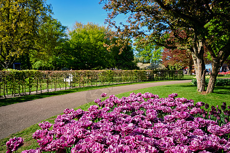 盛开的双晚郁金香牡丹花郁金香花坛基肯霍夫花圃,又称欧洲花园,世界上最大的花圃之荷兰荷兰基肯霍夫花圃里盛开的郁金香背景图片