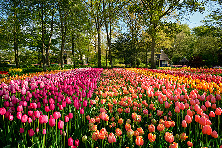 开肯霍夫花圃盛开的郁金香花坛,也被称为欧洲花园,世界上最大的花园之受欢迎的旅游景点荷兰荷兰基肯霍夫花圃里盛开的郁金香图片