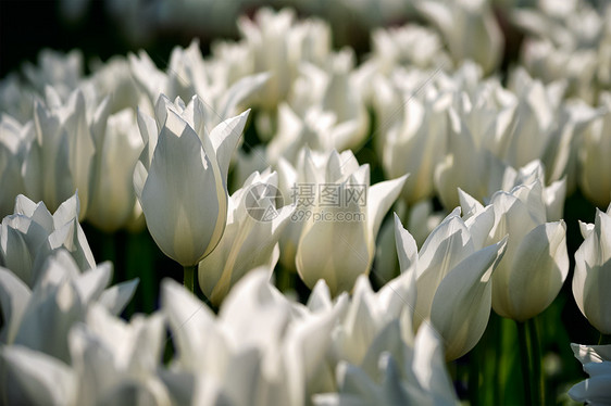 开肯霍夫花圃中盛开的白色郁金香花坛,也被称为欧洲花园,世界上最大的花园之受欢迎的旅游景点荷兰荷兰基肯霍夫花圃里盛开的图片