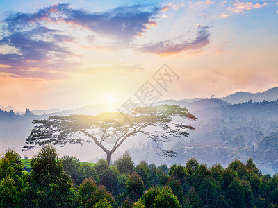山上日出的孤独树喀拉拉邦,印度镜头耀斑山上日出的孤独树图片