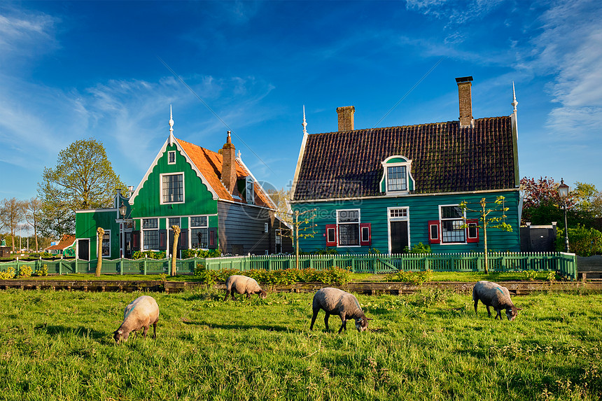绵羊传统的旧乡村农场附近放牧,博物馆村ZaanseSchans,荷兰博物馆村庄Zaanse农场房屋附近放牧的绵羊图片